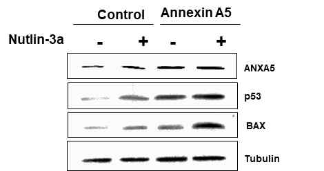 Annexin A5 과발현에 의한 p53 및 BAX 발현 증가. MCF-7 세포에 annexin A5 발현 vector를 transfection하여 과발현시킨 후 nutlin-3a (10 μM) 처리 여부에 따라 p53 및 BAX 단백질을 western blot으로 확인함