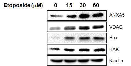 인체 전립선 암세포 PC-3에서 etoposide에 의한 annexin A5와 미토콘드리아 의존성 세포사멸 인자 단백질 발현 측정 (Western blot)