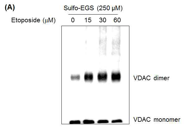 유방암 세포주 MCF-7에 etoposide 처리 후 VDAC oligomerization 측정