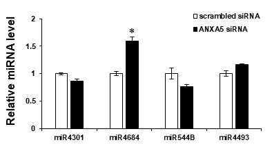 변화하는 miRNA 중 암화에 영향을 미친다고 알려진 miRNA 발현량 확인 (qRT-PCR)