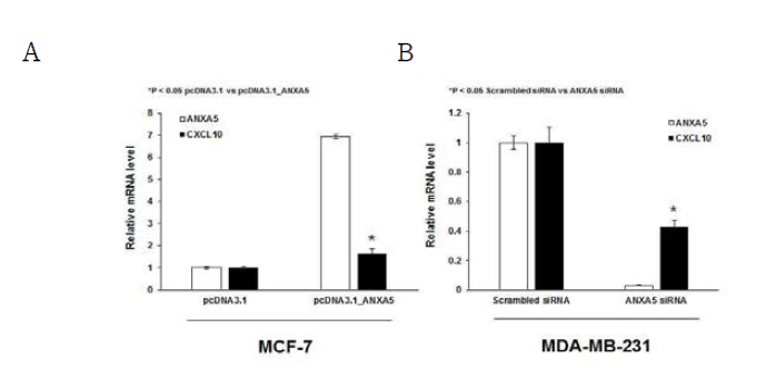 Annexin A5 변화 후 CXCL10의 변화 확인. (A) MCF-7에서 annexin A5 과발현 후 CXCL10 mRNA 발현 변화 확인 (qRT-PCR). (B) MDA-MB-231에서 annexin A5 knockdown 후 CXCL10 mRNA 발현 변화 확인 (qRT-PCR)
