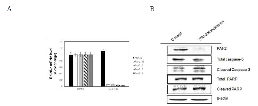 PAI-2 siRNA에 의한 caspase-3 및 PARP cleavage 변화 (A) PC-3에서 PAI-2 siRNA의 효과를 다양한 종류의 primer (1, 6, 7, 12)를 사용하여 확인 (qRT-PCR). (B) PC-3에서 PAI-2 억제 후 caspase-3와 PARP cleavage 증가 확인 (western blot)