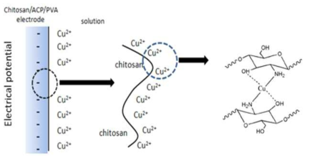 Schematic illustration of copper adsorption using chitosan-composite electrode