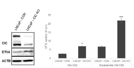 Androgen-free medium (10% CSS)와 Enzalutamide (1nM) 에서의 LNCaP 세포성장 비교. 왼쪽: shRNA에 의한 CIC 발현 감소 확인. 오른쪽: 각 조건에서의 세포수 비교 그래프