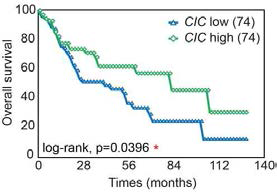CIC 발현 수준에 따른 간암 환자 생존율에 대한 TCGA database 분석