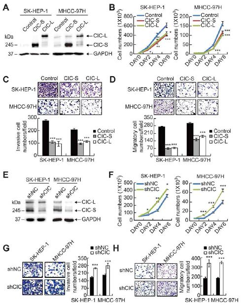 간암 진행 조절에 있어서 CIC 기능에 대한 세포주 실험 A-D) SK-HEP-1과 MHCC-97H 세포주에서 CIC-S와 CIC-L 과발현 확인. B) CIC 과발현에 의한 세포 성장율 (B),침투력 (C), 이동 능력 감소 (D). E) RNAi를 이용한 CIC 발현 감소 세포주 제작. F-H) CIC 발현 감소에 따른 세포 성장율 (F),침투력 (G), 이동 능력 (G) 증가