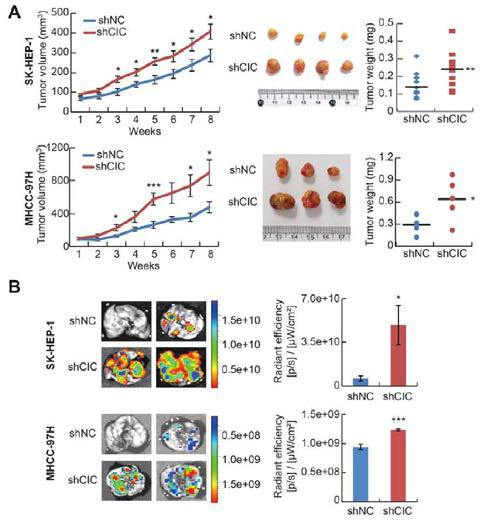 CIC 발현 저하로 인한 간암 진행 촉진에 대한 xenograft 실험 A,B) CIC 발현 감소 SK-HEP-1과 MHCC-97H 세포주의 성장률 (A)과 폐로의 전이 (B) 증가