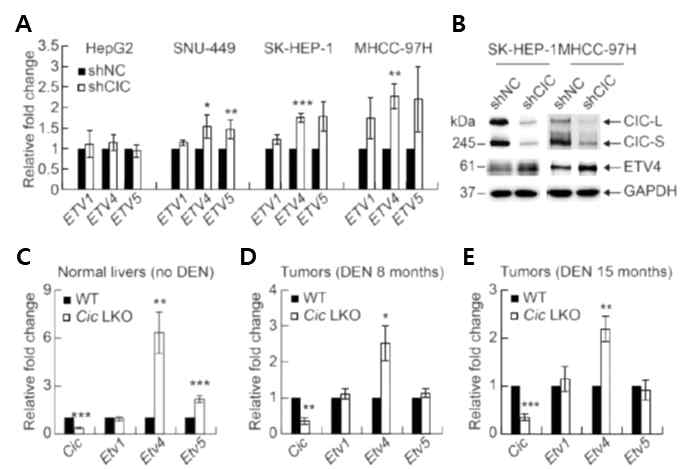 간세포에서 CIC에 의한 ETV4 발현 조절 A) CIC 발현 감소 간암세포주들에서 qPCR을 통한 ETV1, ETV4, ETV5 유전자 발현 변화 분석 B) CIC 발현 감소 간암세포주들에서 ETV4 단백질 과발현 확인 C-E) 정상 (C), 간암 세포 (D), 전이 간암 세포 (E)에서 Cic KO 에 의한 Etv4 발현 증가 확인