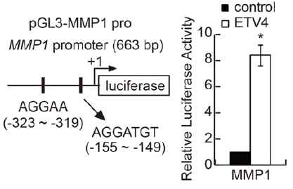 ETV4의 의한 직접적인 MMP1 발현 유도에 대한 luciferase assay