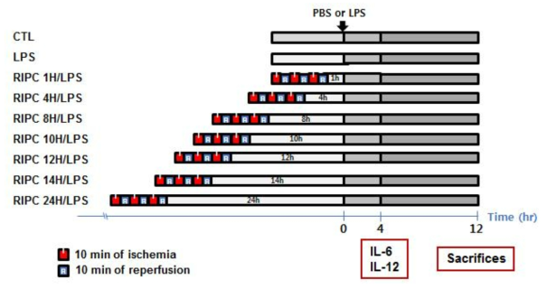 Schematic of experimental design. Mice were randomly divided into nine experimental groups according to each measurement. The control (CTL) group received PBS solution [0.5 ml, intraperitoneally (i.p.)]. The lipopolysaccharide (LPS) group received LPS (20 mg/kg) dissolved in PBS [0.5 ml, i.p.]. In the remote ischemic preconditioning (RIPC)/LPS groups, RIPC [three cycles of 10-min ischemia (I) and 10-min reperfusion (R) in the alternately right to left hind limbs using a tourniquet was performed, followed by either 1, 4, 8, 10, 12, 14 or 24 hours by injecting LPS, respectively. Interleukin (IL)-6 and IL-12 were measured 4 hour after LPS injection, and liver tissues were harvested at 12 hour after LPS injection. LPS: Lipopolysaccaride; RIPC: remote ischemic preconditioning