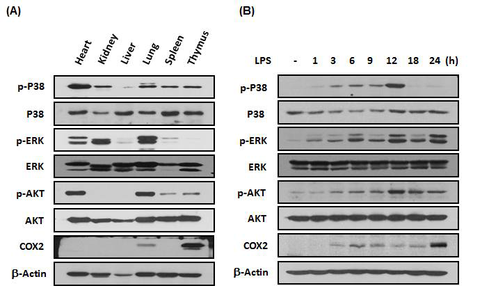 The phosphorylations of MAPKs and AKT are induced by LPS in the liver tissues of BALB/c mice. Western analysis of levels of total and phosphorylated MAPKs, AKT and COX2 in the indicated tissue types of normal BALB/c mice (A). BALB/c mice were i.p. injected with LPS (20 mg/kg) and sacrifices for the indicated time periods. The phosphorylations of ERK and p38 were detected using western blotting with anti-phospho-p38, anti-phospho-p44/42, anti-phospho-AKT, and COX2 antibodies in the tissues of liver (B). β-Actin was used as a loading control. We experimented pooling samples from 3 mice