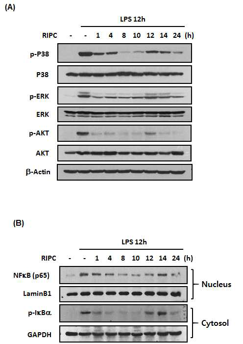 Detection and characterization of NF-kB DNA binding activities in RIPC of septic mice. Nuclear extracts were isolated at the indicated times after LPS at a dose of 20 mg/kg in BALB/c mice and subject to EMSA using the probe with the specific binding sequence of NF-kB (A). The COX2 was detected using western blotting with COX2 antibody in the tissues of liver (B). β-Actin was used as a loading control. We experimented pooling samples from 3 mice. EMSA: Electrophoretic Mobility Shift Assay