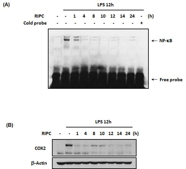 phosphorylations of MAPKs and AKT are affected by RIPC in the liver tissues of septic mice. Total proteins of liver tissues were obtained 12 hours after LPS (20 mg/kg) or saline with RIPC. The phosphorylations of p38, ERK and AKT were detected using western blotting with anti-phospho-p44/42, anti-phospho-p38, and anti-phospho-AKT antibodies. β-Actin was used as a loading control (A). Liver tissues proteins were fractionated into nucleus (10 ug) and cytoplasmic (30 ug) fraction as described in materials and methods. The levels of NF-κB in nuclear fraction and phospho-IkBa in cytoplasmic fraction were measured by western blot. Nuclear NF-κB (p65) and cytoplasmic phospho-IkBa levels were detection using indicated antibodies. Lamin B1 and GAPDH was used as a nuclear and cytoplasmic fraction loading controls (B). We experimented pooling samples from 3 mice