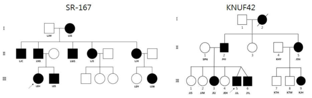 whole exome sequencing 수행을 위해 선정된 상염색체 우성 비증후군성 난청 가계들. 화살표가 있는 것이 proband, 이니셜이 있는 것이 확보된 샘플들임