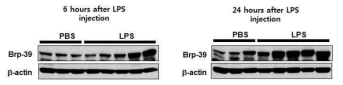 Brp-39 expression in uterine tissue with/without LPS treatment