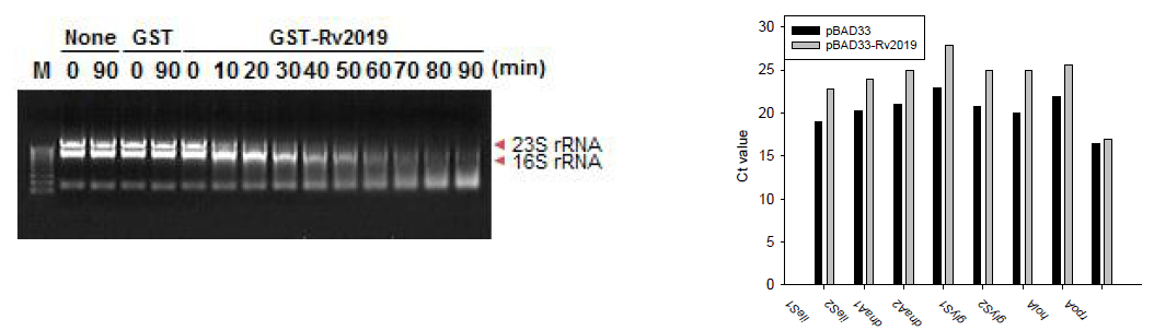 Rv2019에 의한 in vitro rRNA 절단