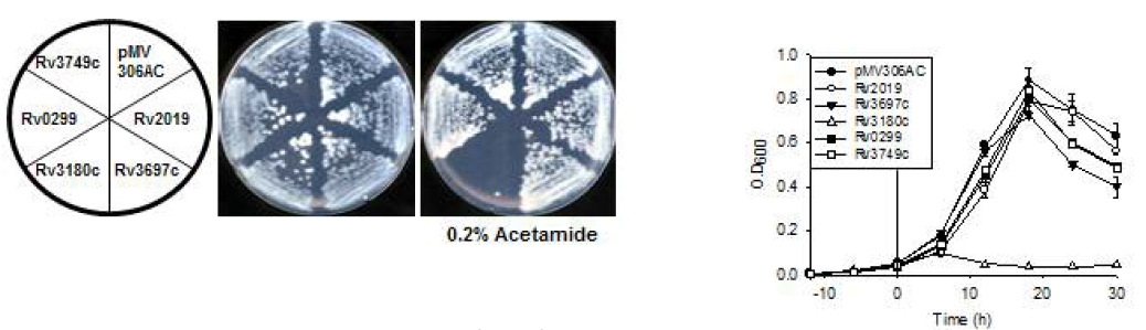 Mtb toxin의 M. smegmatis에서 발현