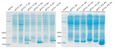 Deinococcus radiodurans toxin과 antitoxin의 과발현