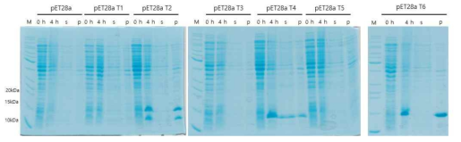 Deinococcus radiodurans toxin의 solubility test