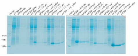 Deinococcus radiodurans antitoxin의 solubility test