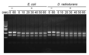 toxin Dr_0416에 의한 in vitro rRNA 절단