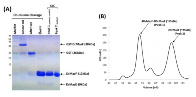 Deinococcus radiodurans MazEF complex 분리 정제 (A) On-column cleavage and isolation of Glutathione S-transferase (GST)-DrMazEF. lane 1, protein marker; lanes 2–4, on-column cleavage of GST-DrMazF; lanes 5–6. Fractions from peaks 1 and 2 in (B) were concentrated and loaded. (B) DrMazEF complex and DrMazF were separated by size-exclusion chromatography using a Superdex™ 200 gel filtration column