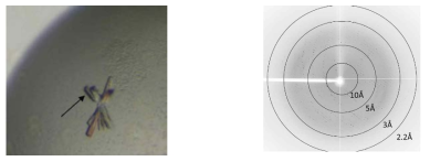 Crystallization and diffraction. (A) Crystal cluster of the DrMazEF complex. Crystals with smooth edges were obtained using the hanging drop vapor-diffusion method at 20°C. (B) X-ray diffraction image of the D. radiodurans MazEF complex crystal