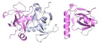 Crystal structure of DrMaF dimer and monomer