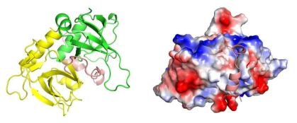 Crystal structure of DrMaEF complex and surface representation