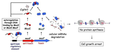 mazE-mazF 오페론의 조절 및 MazF에 의한 세포성장 억제 기작