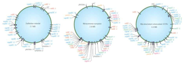 Archaea와 bacteria 세포에 보전된 toxin-antitoxin system