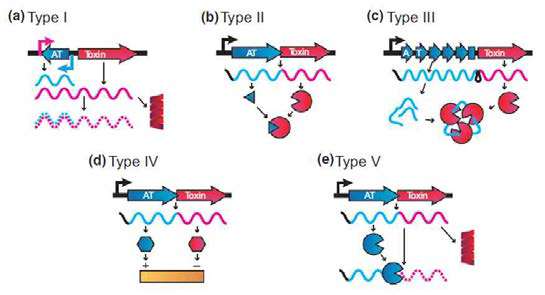 Toxin-antitoxin의 다섯 가지 기능적 유형