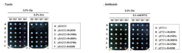 Mtb toxin, antitoxin의 세포내 발현에 의한 표현형