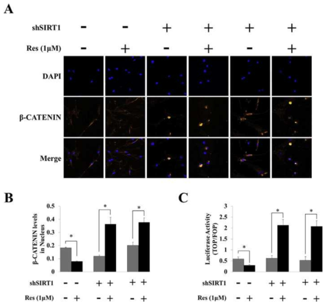 SIRT1 knockdown된 초기 passage의 중간엽 줄기세포에서 resveratrol 처리에 따른 β-CATENIN 패턴