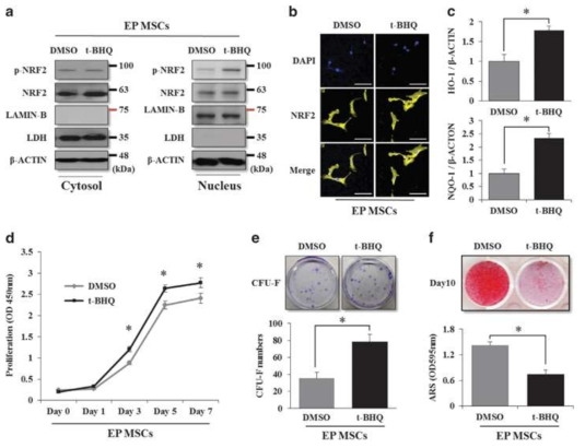 중간엽 줄기세포에서 NRF2의 활성 인자인 t-BHQ의 효과