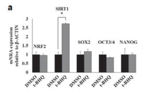 t-BHQ에 의한 SIRT1 조절