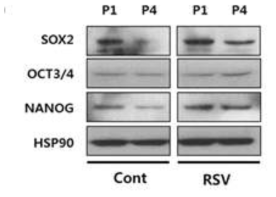 SOX2, OCT3/4, NANOG의 단백질 레벨 비교