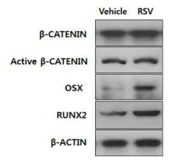 RUNX2, OSX, beta-catenin의 단백질 레벨 비교