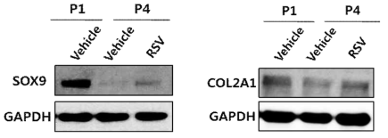 SOX9과 COL2A1의 단백질 레벨 비교