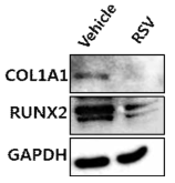 RUNX2와 COL1A1의 단백질 레벨 비교