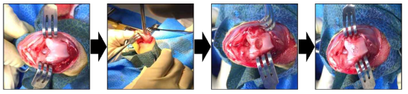 토끼 무릎 연골 손상 모델 수술 과정