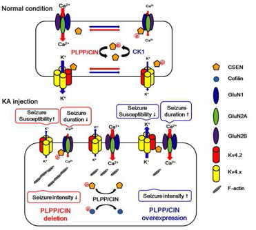 Summary of the role of PLPP/CIN in seizure activity in response to KA