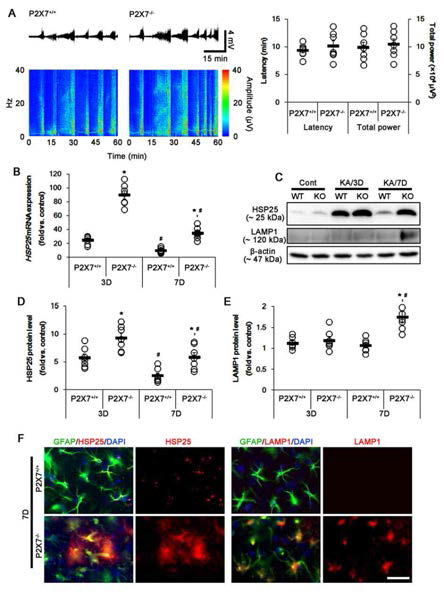 Effect of P2X7R deletion on HSP25-mediated autophagy in response to KA. (A) Effect of P2X7R deletion on seizure susceptibility in response to KA. P2X7R deletion does not affect the seizure susceptibility and its severity in response to KA. (B) Effect of P2X7R deletion on HSP25 mRNA expression in response to KA. P2X7R deletion significantly elevates HSP25 mRNA expression. (C-E) Effect of P2X7R deletion on SE-induced HSP25 and LAMP1 protein expressions. As compared to WT mice, both HSP25 and LAMP1 protein expression levels are higher in KO mice. (F) Representative photos demonstrating HSP25 and LAMP1 expression in astrocytes 7 days after KA injection. P2X7R deletion increases HSP25 and LAMP1 expressions. Bar = 12.5 μm