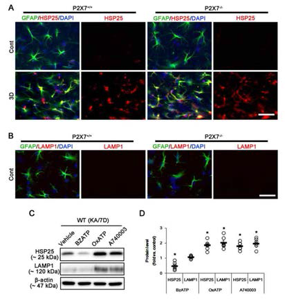 Role of P2X7R in HSP25 and LAMP1 expression following KA injection. (A) Representative photos demonstrating HSP25 expression in astrocytes 3 days after KA injection. Bar = 25 μm. (B) Representative photos demonstrating LAMP1 expression in astrocytes of control animals. Bar = 25 μm. (C) Effect of P2X7R agonist and antagonists on HSP25 and LAMP1 protein expressions in WT mice 7 days after KA injection. (D) Quantifications of effect of P2X7R agonist and antagonists on HSP25 and LAMP1 protein expressions in WT mice 7 days after KA injection (*p < 0.05 vs. vehicle)