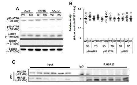 (A-B) Effect of P2X7R deletion on CHOP and ATF6 expressions and IRE1 phosphorylation. There is no difference in p-IRE1, CHOP and ATF6 levels between WT and KO mice. (A) Representative western blot of CHOP and ATF6 expressions and IRE1 phosphorylation. (B) Quantifications of CHOP and ATF6 expressions and IRE1 phosphorylation. Open circles indicate each individual value. Horizontal bars indicate mean value. Error bars indicate SEM (*p < 0.05 vs. vehicle, respectively). (C) Effect of P2X7R deletion on CMA in KO mice. Co-immunoprecipitation reveals that HSP25 cannot bind with HSC70