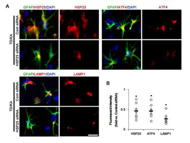 Effect of HSP25 knockdown on HSP25-mediated astroglial ER stress and autophagy in KO mice. HSP25 siRNA abrogates HSP25 induction, ER stress and autophagy in KO mice following SE. (A) Representative photos demonstrating astroglial HSP25, ATF4 and LAMP1 expression in KOmice 7days after KA injection. Bar=6.25μm. (B) Quantifications of effect of HSP25 siRNA on astroglial ER stress and autophagy. Open circles indicate each individual value. Horizontal bars indicate mean value. Error bars indicate SEM (*p < 0.05 vs. control siRNA;n = 7, respectively)