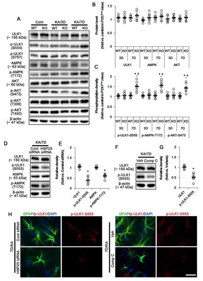 AMPK/ULK1-mediated astroglial autophagy in KO mice following KA injection. (A) Representative western blot of ULK1-related molecules. KA injection increases ULK1-S555, AMPK-T173 and AKT-S473 phosphorylation in KO mice without altered their expressions. (B) Quantifications of expressions of ULK1-related molecules. Open circles indicate each individual value. (C) Quantifications of phosphorylations of ULK1-related molecules. (D) Representative western blot of effect of HSP25 knockdown on ULK1-related molecules in KO mice. HSP25 siRNA decreases ULK1-S555 and AMPK-T173 phosphorylations in KO mice without altered their expressions 7 days after KA injection. (E) Quantifications of effect of HSP25 knockdown on ULK1-related molecules. (F) Representative western blot of effect of AMPK inhibition on ULK1-related molecules in KO mice. Compound C (Comp C) decreases ULK1-S555 phosphorylation in KO mice without altered its expression 7 days after KA injection. (G) Quantifications of effect of Comp C on ULK1-related molecules. (H) Representative photos demonstrating astroglial ULK1-S555phosphorylation in KO mice 7days after KA injection. Both HSP25 siRNA and Comp C mitigate ULK1-S555 phosphorylation in astrocytes. Bar = 6.25 μm