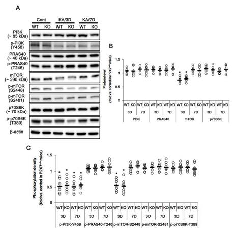 Effect of P2X7R deletion on PI3K, PRAS40, mTOR and p70S6K expressions and their phosphorylations. PI3K-Y458 phosphorylation is reduced in both WT and KO mice following KA treatment. In addition, mTOR expression and its phosphorylation are reduced in both WT and KO mice 3 days after KA injection. However, there is no difference in PI3K, PRAS40, mTOR and p70S6K expressions and their phosphorylations between WT and KO mice. (A) Representative western blot of PI3K, PRAS40, mTOR and p70S6K expressions and their phosphorylations. (B) Quantifications of PI3K, PRAS40, mTOR and p70S6K expressions and their phosphorylations. Open circles indicate each individual value. Horizontal bars indicate mean value. Error bars indicate SEM (*p < 0.05 vs. control). (C) QuantificationsofPI3K, PRAS40, mTOR and p70S6K phosphorylations (*p < 0.05 vs. control)