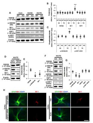 AKT-GSK3β/Bif-1-mediated astroglial autophagy in KO mice following KA injection. (A)Representative western blot of GSK3β, Bif-1 and HSF1 expression and their phosphorylations. KA injection increases GSK3β-S9 phosphorylation and Bif-1 expression in KO mice without altered HSP1 expression and its phosphorylation. (B) Quantifications of GSK3β, Bif-1 and HSF1 expressions. (C) Quantifications of GSK3β and HSF1 phosphorylations. (D) Representative western blot of effect of HSP25 knockdown on GSK3β phosphorylation and Bif-1 expression in KO mice. HSP25 siRNA decreases GSK3β-S3 phosphorylation and Bif-1 expression in KO mice 7 days after KA injection. (E) QuantificationsofeffectofHSP25knockdownonGSK3β phosphorylation and Bif-1 expression. (F) Representative western blot of effect of AKT inhibition on GSK3β, Bif-1, HSP25 and HSF1 expression and their phosphorylations. 3CAI decreases GSK3β-S3 phosphorylation and Bif-1 expression in KO mice without altered HSP25 expression and HSF1 phosphorylation 7 days after KA injection. (G) Quantifications of effect of 3CAI on GSK3β, Bif-1, HSP25 and HSF1 expression and their phosphorylations. (H) Representative photos demonstrating astroglial Bif-1 accumulation phosphorylation in KO mice 7 days after KA injection. Both HSP25 siRNA and 3CAI mitigate Bif-1 accumulation in astrocytes. Bar = 3.5μm