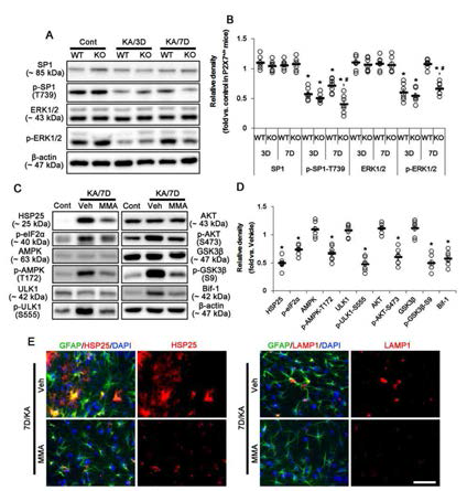 ERK-SP1-HSP25-mediated astroglial autophagy in KO mice following KA injection. (A) Representative western blot of ERK1/2 and SP1 expression and their phosphorylations. KA injection reduces ERK1/2 and SP1-T739 phosphorylations in KO mice without altered their expressions 7 days after SE. (B) Quantifications of ERK1/2 and SP1 expressions and their phosphorylations. (C) Representative western blot of effect of SP1 inhibition on AMPK- and AKT-mediated astroglial autophagy in KO mice. Mithramycin A (MMA) effectively inhibits AMPK- and AKT-mediated signaling pathways following KA injection. (D) Quantifications of effect of MMA on AMPK- and AKT-mediated signaling pathways. (E) Representative photos demonstrating the effect of MMA on HSP25 and LAMP1 expression in KOmice 7days after KA injection. MMA abolishes both HSP25 and LAMP1 expression in astrocytes. Bar = 25 μm